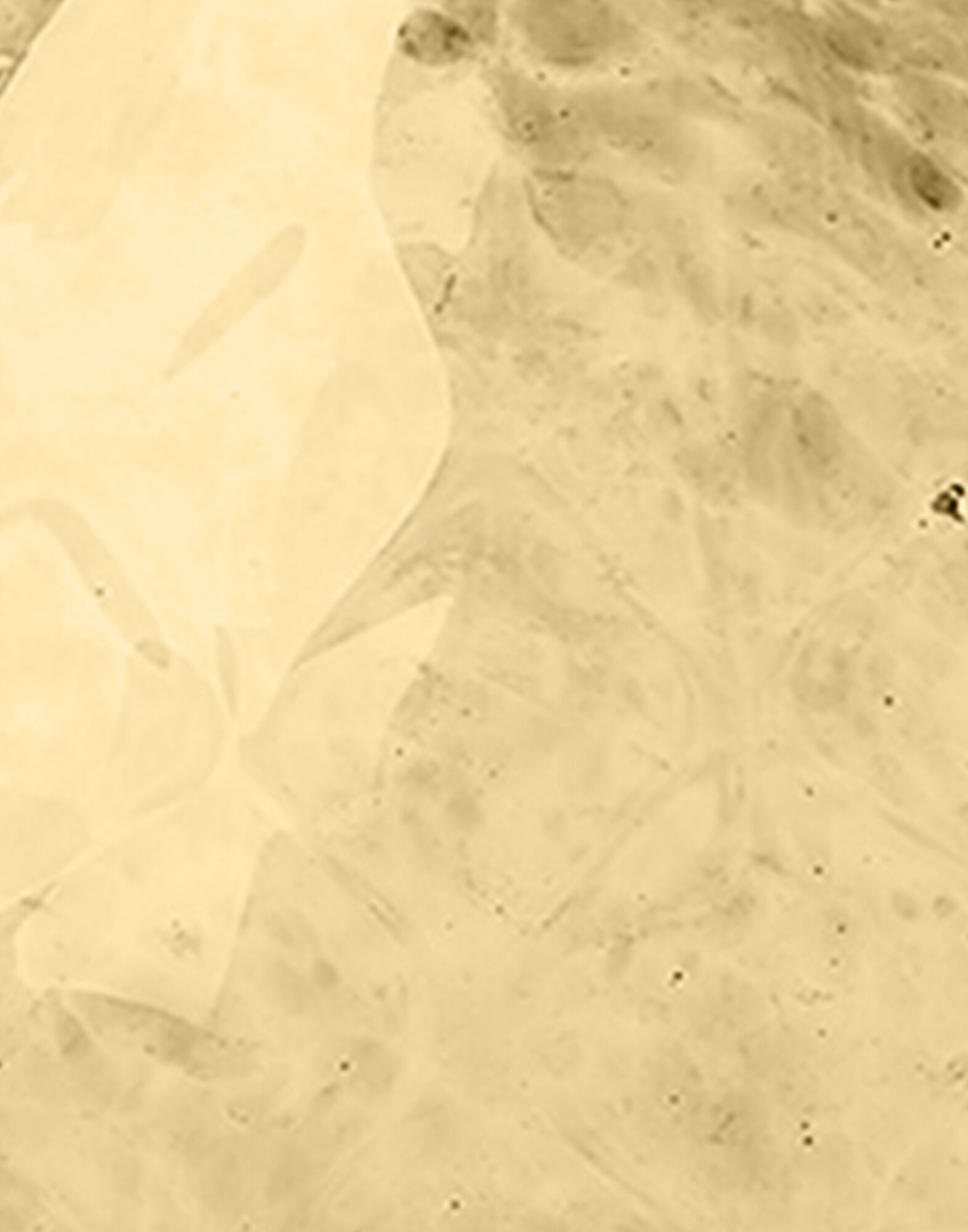 La DoubleJ Big Egg Vase Gold BGG0001MUR001GOL0008